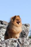 SPITZ ALLEMAND 147